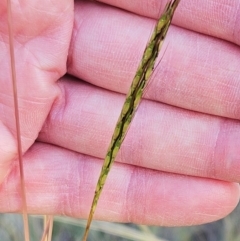 Bothriochloa macra (Red Grass, Red-leg Grass) at The Pinnacle - 3 Mar 2024 by sangio7