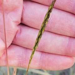 Bothriochloa macra (Red Grass, Red-leg Grass) at Weetangera, ACT - 3 Mar 2024 by sangio7