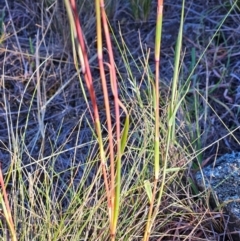 Bothriochloa macra at The Pinnacle - 4 Mar 2024