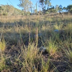 Bothriochloa macra at The Pinnacle - 4 Mar 2024