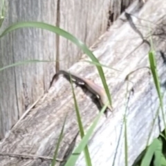 Lampropholis delicata (Delicate Skink) at Lyons, ACT - 28 Feb 2021 by ran452