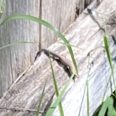 Lampropholis delicata (Delicate Skink) at Lyons, ACT - 28 Feb 2021 by ran452