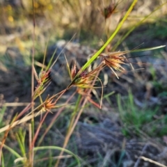 Themeda triandra (Kangaroo Grass) at The Pinnacle - 3 Mar 2024 by sangio7