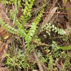 Lindsaea linearis (Screw Fern) at Morton National Park - 3 Mar 2024 by plants