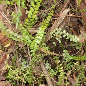 Lindsaea linearis (Screw Fern) at Fitzroy Falls, NSW by plants