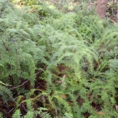 Gleichenia microphylla (Scrambling Coral Fern) at Fitzroy Falls - 3 Mar 2024 by plants