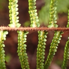 Gleichenia microphylla at Morton National Park - suppressed