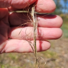 Austrostipa scabra (Corkscrew Grass, Slender Speargrass) at Weetangera, ACT - 3 Mar 2024 by sangio7