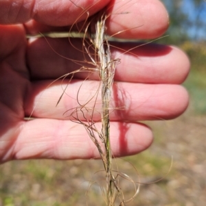 Austrostipa scabra (Corkscrew Grass, Slender Speargrass) at The Pinnacle by sangio7