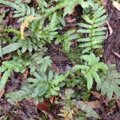 Blechnum wattsii (Hard Water Fern) at Morton National Park - 3 Mar 2024 by plants