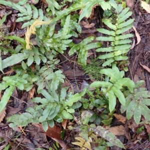 Blechnum wattsii at Wingecarribee Local Government Area - 4 Mar 2024