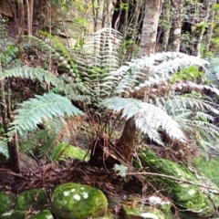 Todea barbara (King Fern) at Fitzroy Falls, NSW - 3 Mar 2024 by plants