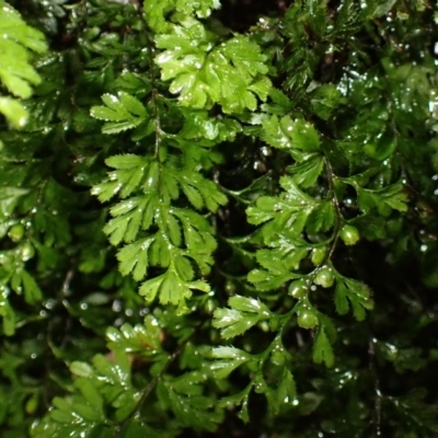 Hymenophyllum cupressiforme (Common Filmy Fern) at Fitzroy Falls, NSW - 3 Mar 2024 by plants