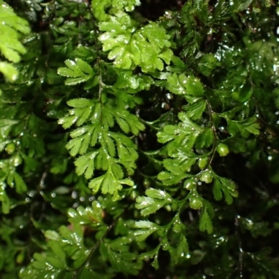 Hymenophyllum cupressiforme (Common Filmy Fern) at Morton National Park - 4 Mar 2024 by plants