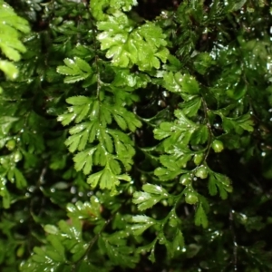 Hymenophyllum cupressiforme (Common Filmy Fern) at Fitzroy Falls, NSW by plants