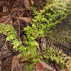 Lindsaea microphylla (Lacy Wedge-fern) at Fitzroy Falls, NSW - 3 Mar 2024 by plants