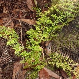 Lindsaea microphylla (Lacy Wedge-fern) at Fitzroy Falls, NSW by plants