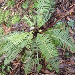 Blechnum nudum (Fishbone Water Fern) at Fitzroy Falls - 3 Mar 2024 by plants