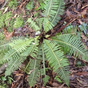 Blechnum nudum at Morton National Park - 4 Mar 2024 08:30 AM