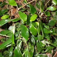 Pyrrosia rupestris (Rock Felt Fern) at Fitzroy Falls, NSW - 4 Mar 2024 by plants