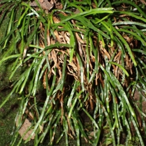 Schizaea rupestris at Fitzroy Falls - 4 Mar 2024