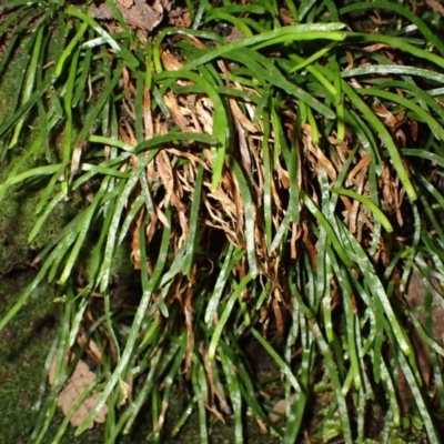 Schizaea rupestris at Fitzroy Falls - 3 Mar 2024 by plants