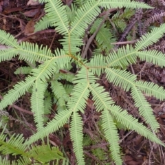 Sticherus lobatus (Spreading Fan Fern) at Fitzroy Falls, NSW - 4 Mar 2024 by plants