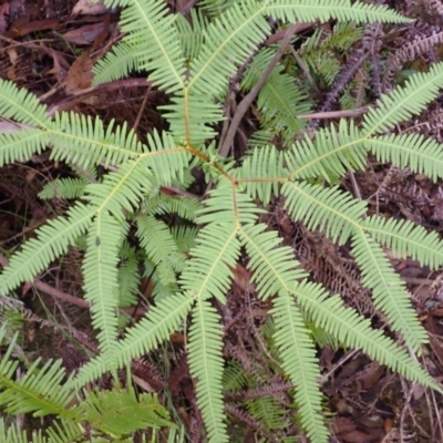 Sticherus lobatus (Spreading Fan Fern) at Wingecarribee Local Government Area - 3 Mar 2024 by plants