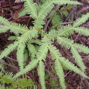 Sticherus lobatus (Spreading Fan Fern) at Fitzroy Falls, NSW by plants