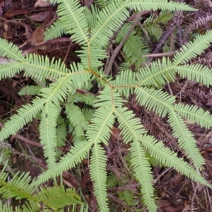 Sticherus lobatus at Morton National Park - 4 Mar 2024