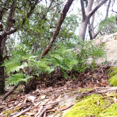 Davallia solida var. pyxidata (Hare's Foot Fern) at Wingecarribee Local Government Area - 3 Mar 2024 by plants