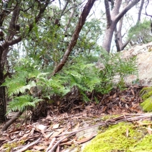 Davallia solida var. pyxidata (Hare's Foot Fern) at Fitzroy Falls, NSW by plants