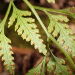 Davallia solida var. pyxidata at Wingecarribee Local Government Area - suppressed