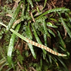 Notogrammitis billardierei (Finger Fern) at Fitzroy Falls - 3 Mar 2024 by plants