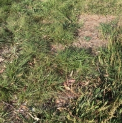 Nassella neesiana (Chilean Needlegrass) at Mount Majura - 4 Mar 2024 by waltraud