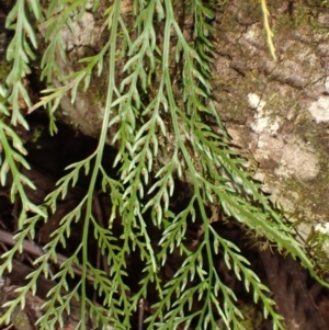 Asplenium flaccidum subsp. flaccidum at Morton National Park - 4 Mar 2024