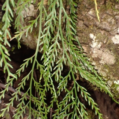 Asplenium flaccidum subsp. flaccidum (Weeping Spleenwort) at Morton National Park - 3 Mar 2024 by plants