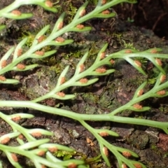 Asplenium flaccidum subsp. flaccidum at Morton National Park - 4 Mar 2024