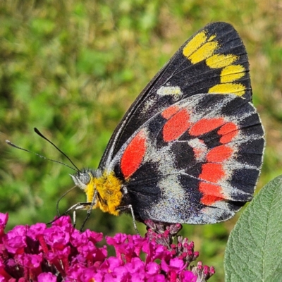 Delias harpalyce (Imperial Jezebel) at QPRC LGA - 5 Mar 2024 by MatthewFrawley