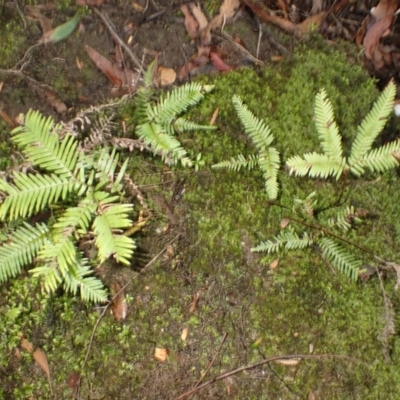 Sticherus urceolatus (Silky Fan Fern) at Fitzroy Falls - 3 Mar 2024 by plants