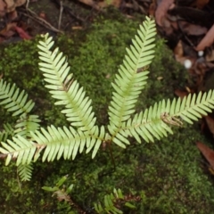 Sticherus urceolatus at Wingecarribee Local Government Area - suppressed