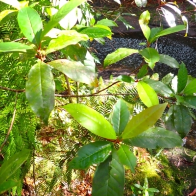 Quintinia sieberi (Possumwood) at Fitzroy Falls, NSW - 4 Mar 2024 by plants