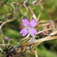 Epilobium billardiereanum subsp. cinereum (Hairy Willow Herb) at Hawker, ACT - 4 Mar 2024 by sangio7