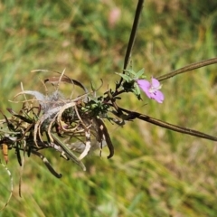 Epilobium billardiereanum subsp. cinereum at The Pinnacle - 4 Mar 2024 01:57 PM