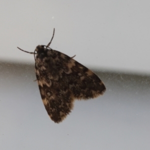 Halone (genus) (A Tiger moth) at Lyons, ACT by ran452