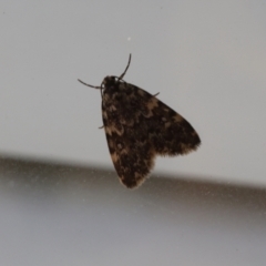 Halone (genus) at Lyons, ACT - 5 Mar 2024 12:59 PM