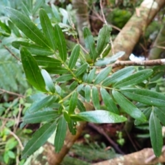 Eucryphia moorei (Pinkwood/Plumwood) at Morton National Park - 3 Mar 2024 by plants