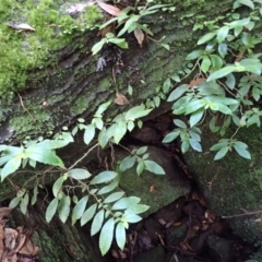 Fieldia australis at Morton National Park - 3 Mar 2024 by plants