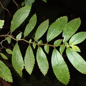 Fieldia australis at Morton National Park - 4 Mar 2024