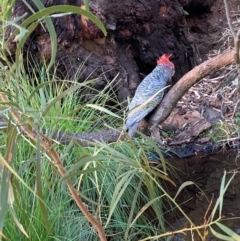 Callocephalon fimbriatum (Gang-gang Cockatoo) at Hackett, ACT - 3 Mar 2024 by waltraud